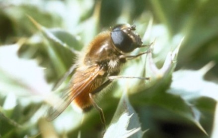Small brown fly with black eyes and transparent wings