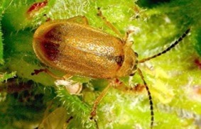 Light brown/orange bug