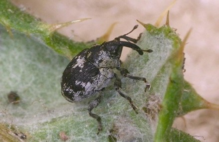 Small grey and black bug