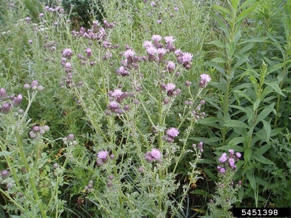 Plant with purple flowers