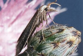 Small brown winged bug