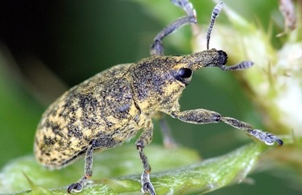 Bug with splotches of a pale yellow and grey