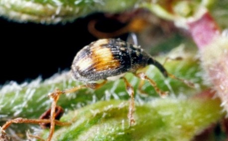 Bug with a black butt head and long nose with a gold stripe in the middle