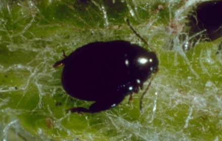 Small black bug