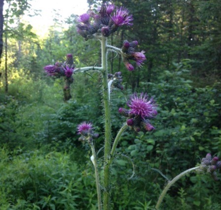 Plant with purple flowers and a hairy stem