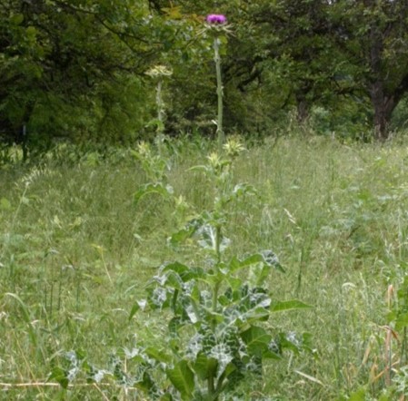 Plant with purple flower