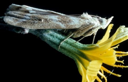 Grey brown and white moth