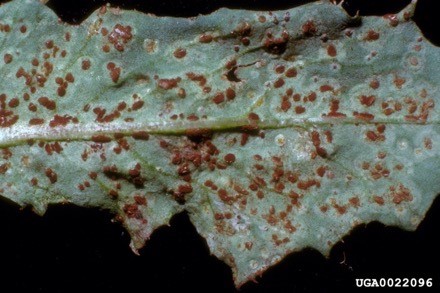 leaf with red/brown spots