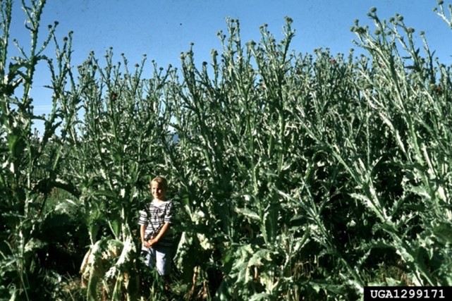 Very tall plant with purple flowers. Shown in comparison to child in bottom of photo.