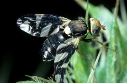 Black fly with translucent and black wings