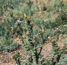 Plant with small white to purple flowers
