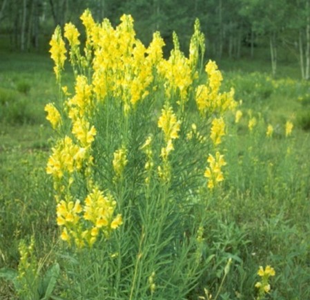 Plant with yellow flowers