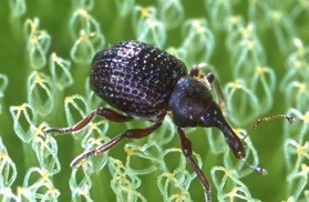 Black beetles with a long nose/snout
