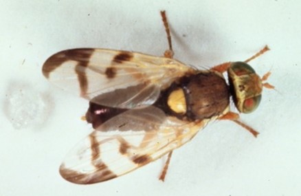 Brown bug with yellow-orange spot in the center of the back. Wings have translucent and black stripes.