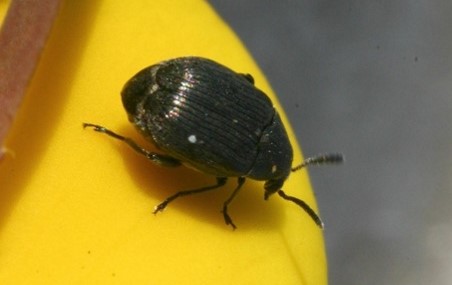 Small black bug