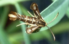 Brown insect with white horizontal stripes and one white stripe down the center of the back.