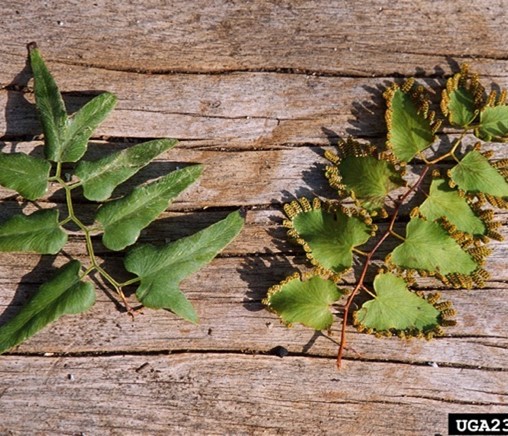 Two ferns. Fern (left) is the top of the fern. Fern (right) shows the underside with spores