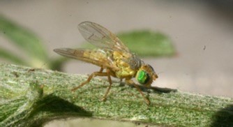 Small tan bug with lime green eyes