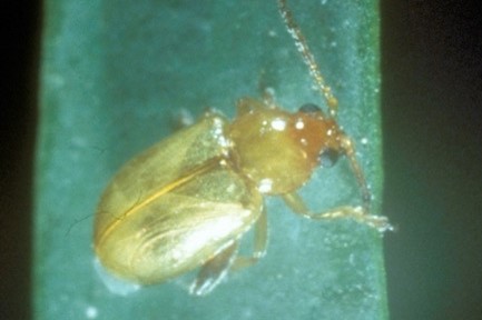 Small yellow bug with an orange head