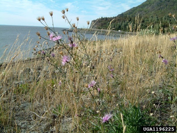 Plant with purple flowers