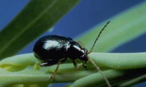Black beetle