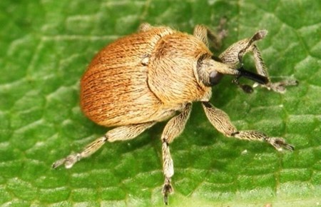 Small tan bug with an orange/red butt