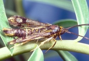 Brown bug with small yellow hairs and clear spots within the wings
