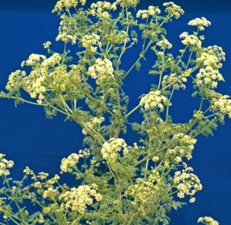 Plant with many small pale yellow flowers