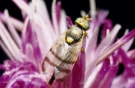 Small yellow bug with striped wings and light blue eyes