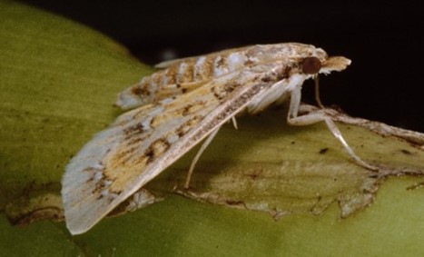 Small light grey ad tan moth with yellow and dark brown markings along the wings