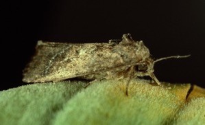 Grey and tan moth