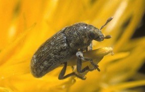 Small grey and tan bug