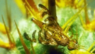 Yellow bug with transparent and orang/black stipes