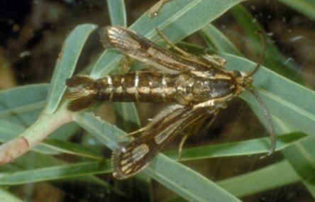 Brown insect with a large off white stripe down the center of the back and clear spots within the wings