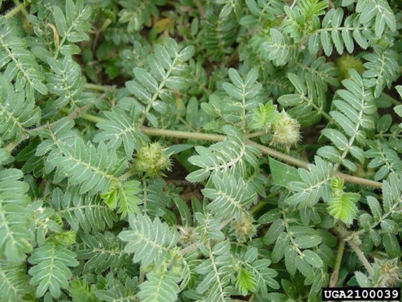 Plant with many green leaves