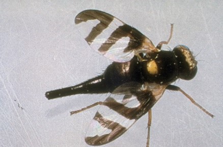 Black bug with a long tail and striped wings