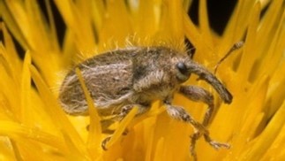 Tan bug with long nose