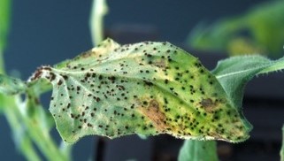 Black dots on leaf