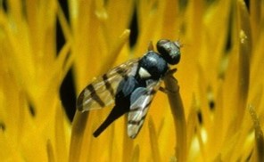 Black bug with transparent and black stripped wings