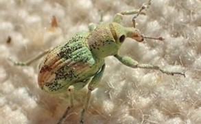 Pale green and pink insect