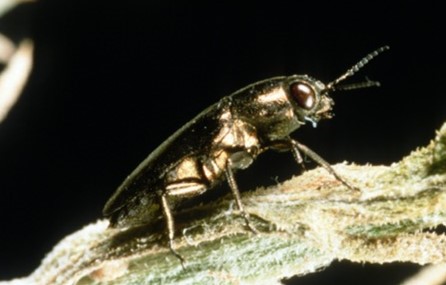 Black bug with gold-like sheen