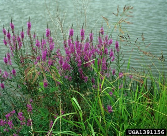 Plant by the water with long thin leaves and purple flowers