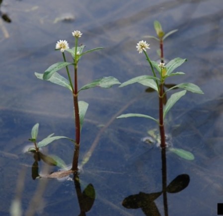 Plant growing from the water with small white flowers