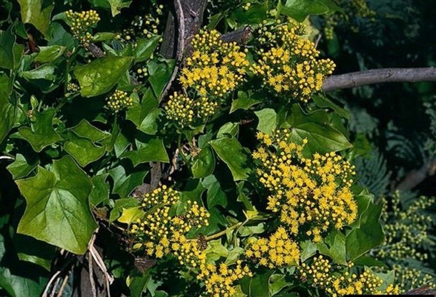 Plant with yellow flowers
