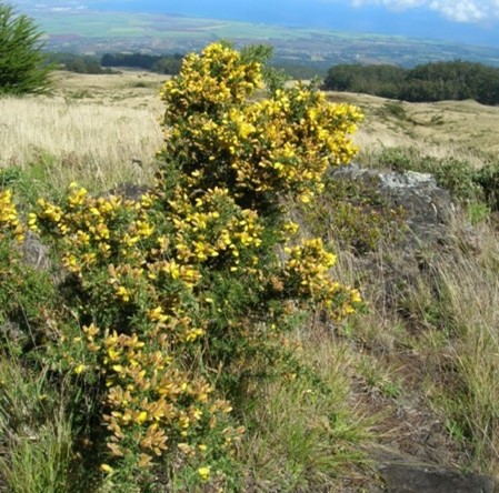 Plant with yellow flowers