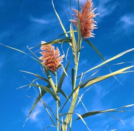 Plant with long slender leaves and an orang/pink flower