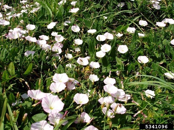 Plant with light pink flowers