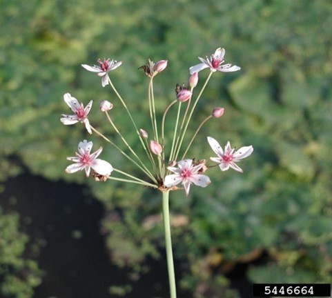 Plant with light pink flowers with dark pink centers