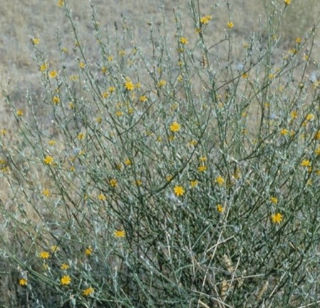 Plant with small yellow flowers
