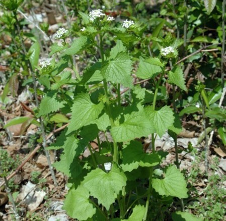 Plant with heart shaped serrated leaves and small white flwoers